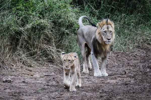 Lion Cub Wild — Stock Photo, Image
