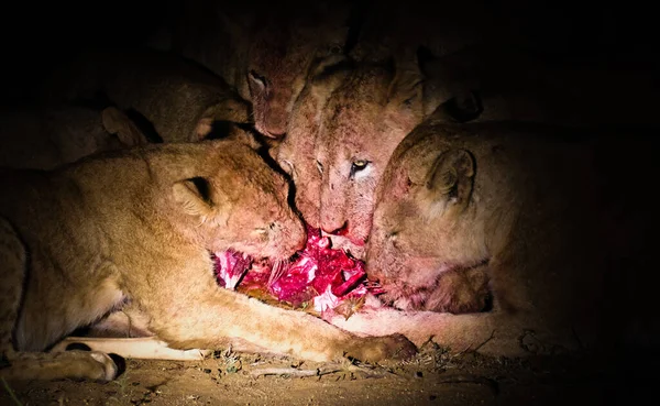 Fierté Des Lions Mangeant Une Girafe — Photo