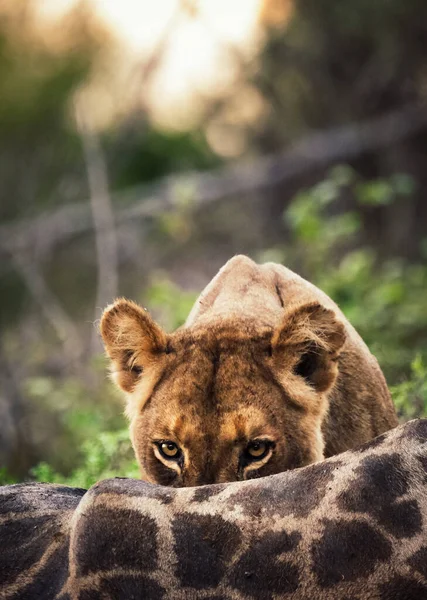 Singa Betina Dan Jerapah Membunuh — Stok Foto