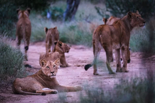 道路上のライオンの誇り — ストック写真