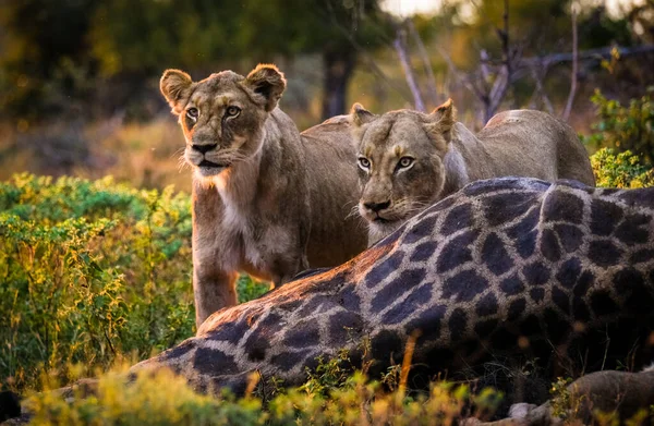 Lions Avec Girafe Tuer — Photo