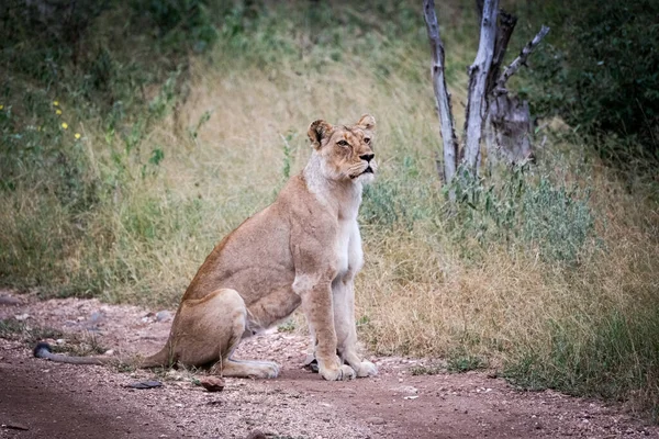 Lioness Road Limpopo — Stock Photo, Image