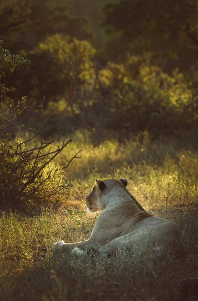 野草上的狮子座 — 图库照片
