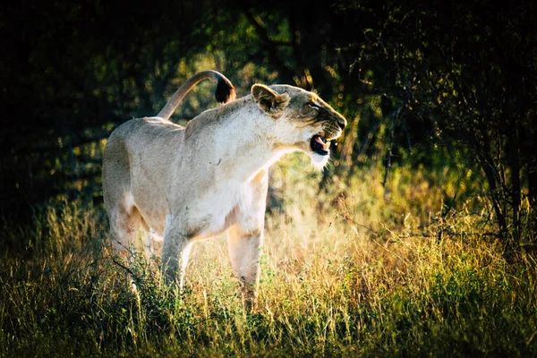 野生动物中的女狮子座 — 图库照片