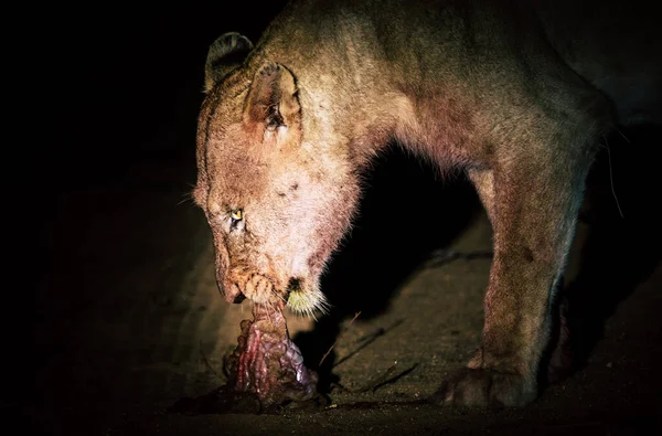 狮子与杀戮 — 图库照片