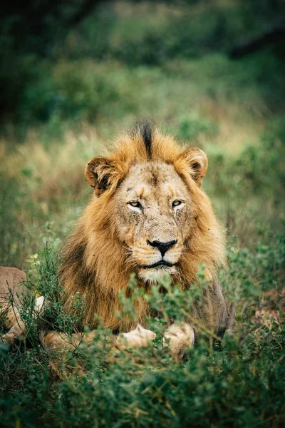 Male Lion Grass — Stock Photo, Image