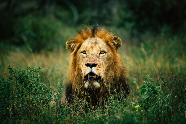 Löwenmännchen Gras — Stockfoto