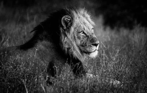 Männlicher Löwe Schwarz Und Weiß — Stockfoto