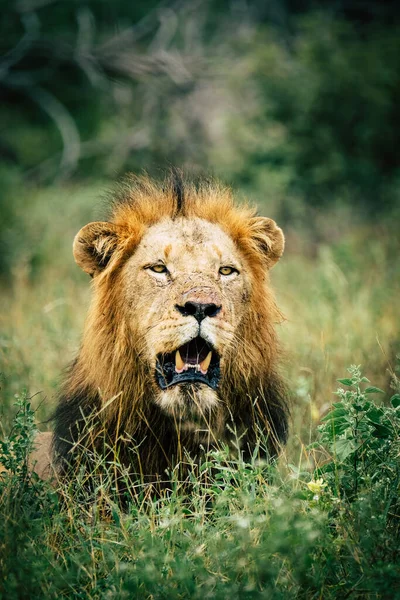 Lion Mâle Dans Herbe — Photo