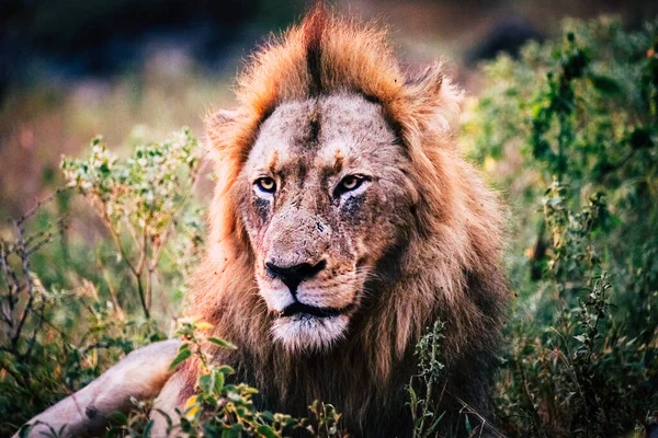 Lionceau Dans Herbe — Photo
