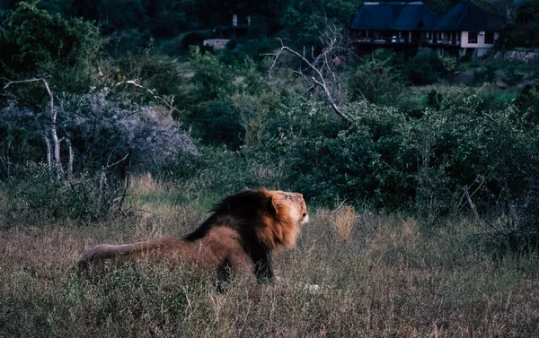 Manligt Lejon Vrålar Gräset — Stockfoto