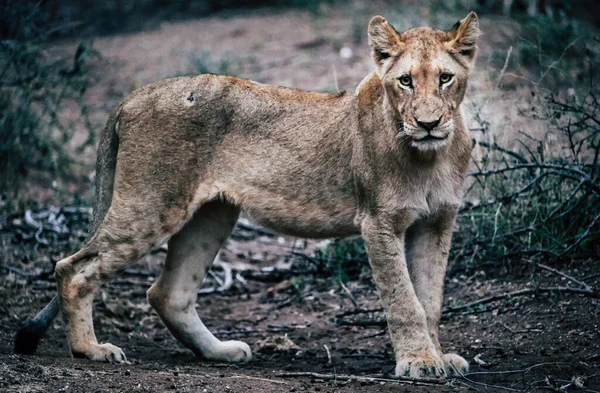 Jeune Lion Dans Nature — Photo