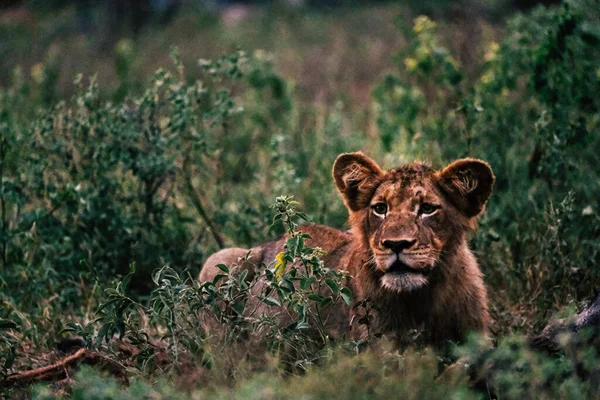 Νεαρού Λιονταριού Στο Χόρτο — Φωτογραφία Αρχείου