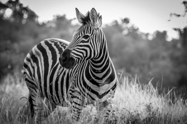 Zebra in black and white