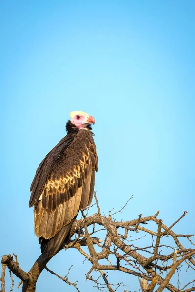 Beyaz Kafalı Akbaba ağaçta