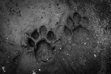 Aslan 'ın yerde bıraktığı izler