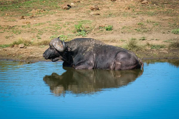 Buffalo relaxing in the water