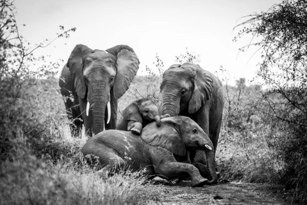 Siyah beyaz fil sürüsü.