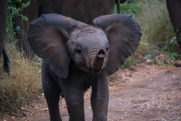 Arsız bebek fil yolda.