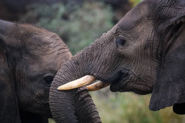 Two elephants created a bond