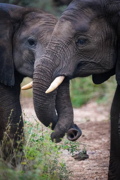Dos Elefantes Crearon Vínculo —  Fotos de Stock
