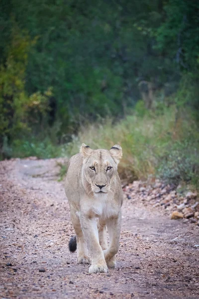 Lioness Walking Road — Stock Photo, Image