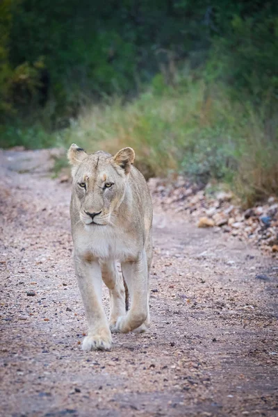 走在路上的母狮 — 图库照片
