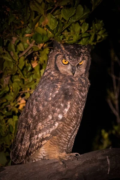 Spotted Eagle Owl Bush — Stock Photo, Image