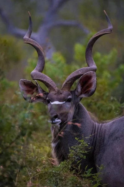 Erkek Kudu vahşi doğada
