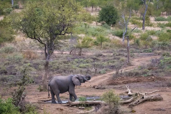 Fil vahşi doğada içiyor.