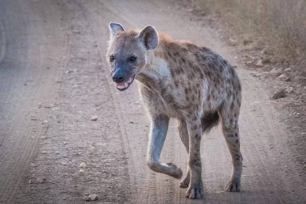 Sırtlan yolda yürüyor.