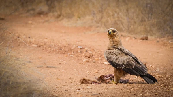 Kahverengi Yılan Kartalı yolda