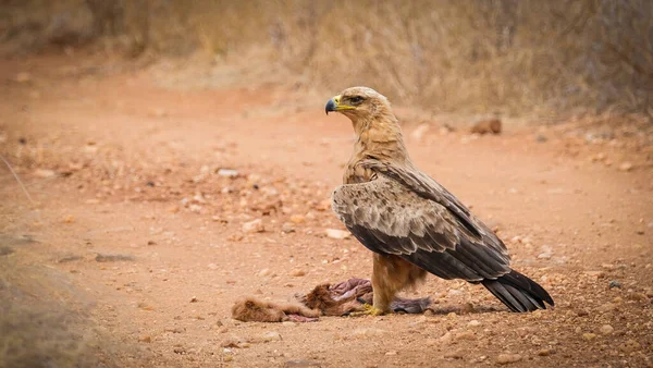 Kahverengi Yılan Kartalı vuruyor