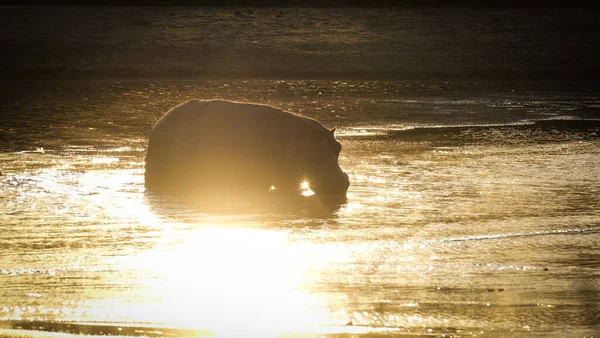 Suaygırı gün batımında nehirde