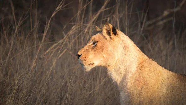Lioness Dalam Jam Emas — Stok Foto