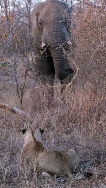 Aslan bir file bakıyor.