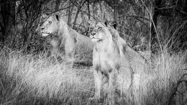 黑人和白人狮子的骄傲 — 图库照片