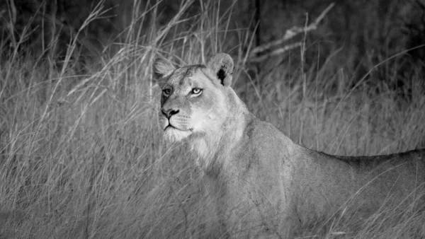 Lioness Rumput Hitam Dan Putih — Stok Foto