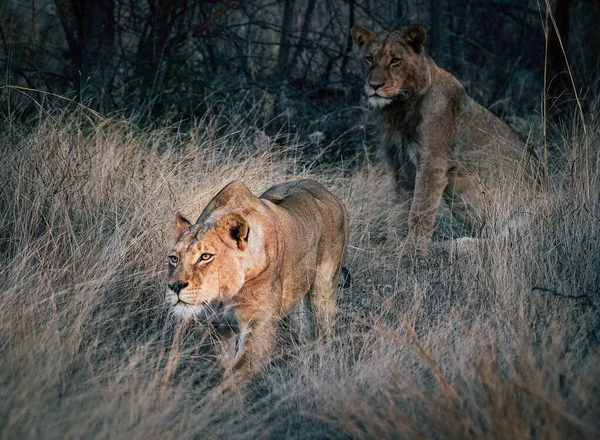 Dois Leões Estado Selvagem — Fotografia de Stock