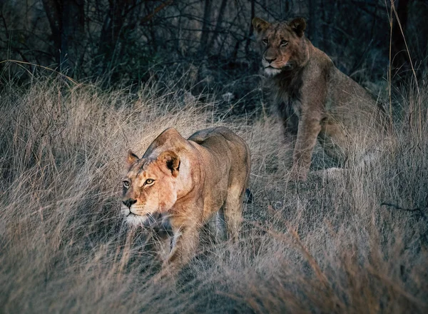 Pride Lions Wild — Stock Photo, Image