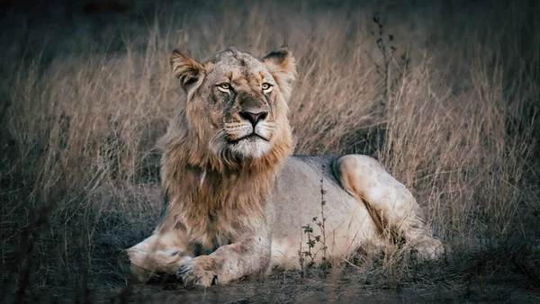 Jeune Lion Mâle Sur Herbe — Photo