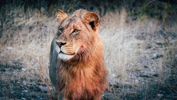 Jeune Lion Mâle Sur Herbe — Photo