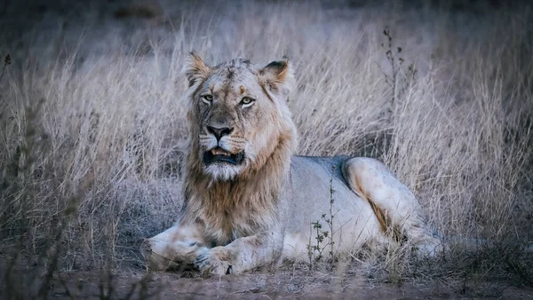 Νεαρό Αρσενικό Λιοντάρι Στο Γρασίδι — Φωτογραφία Αρχείου