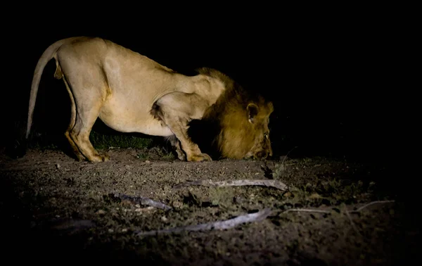Erkek aslan vahşi doğada içiyor.