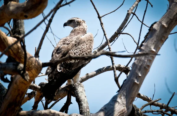 Mareşal Kartal ağaçta