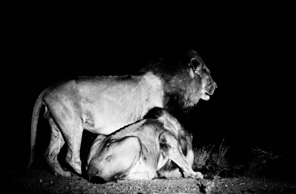 Lions Noir Blanc — Photo