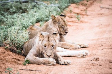 Aslanlar sürüsü yolda