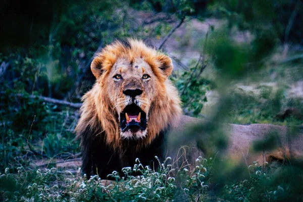 在灌木丛中咆哮的雄狮 — 图库照片