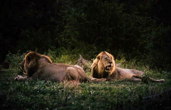 Zwei Männliche Löwen Freier Wildbahn — Stockfoto