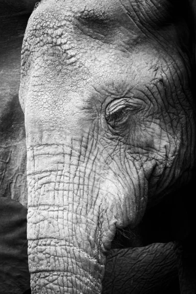 黒と白の象頭 — ストック写真